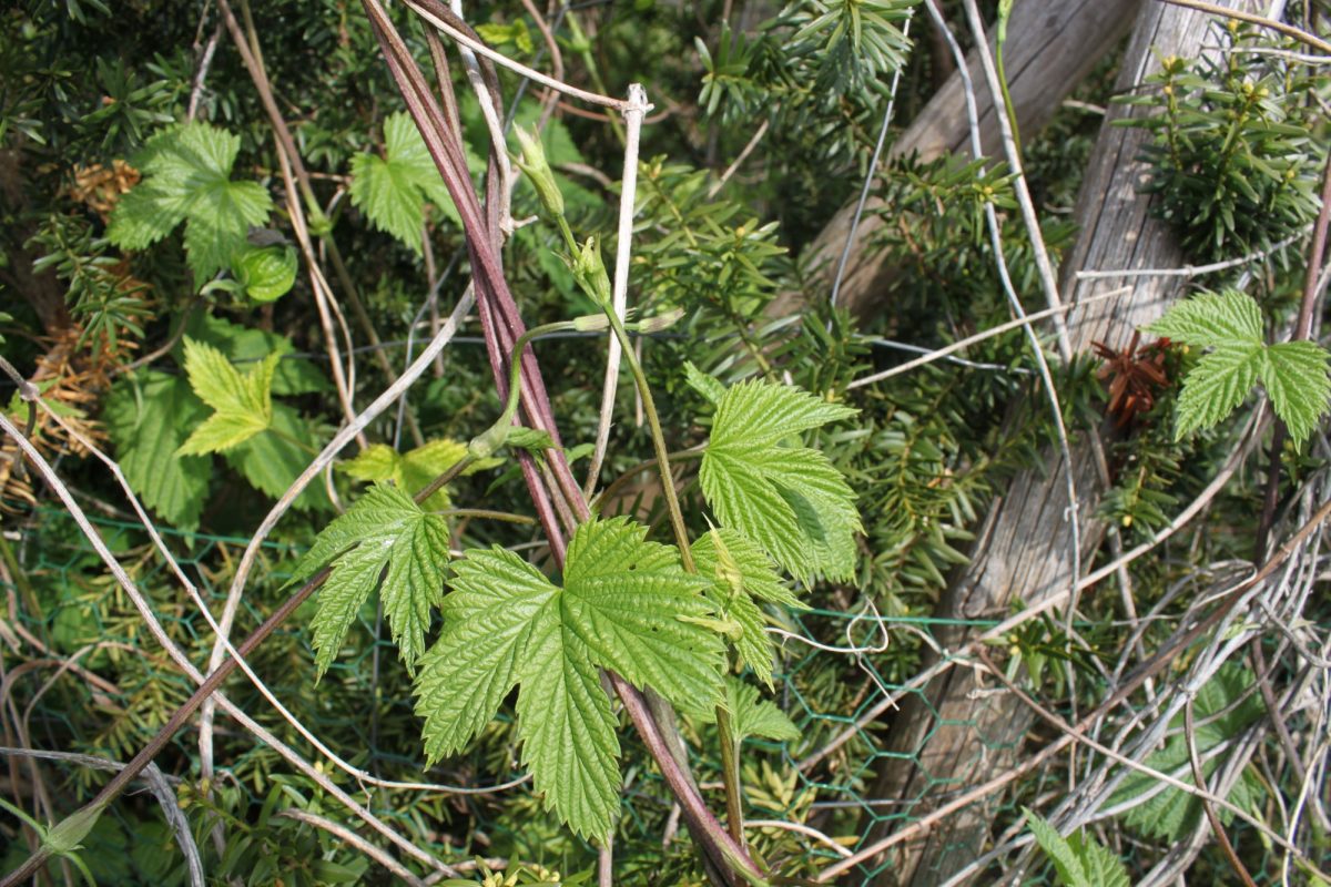 Hopfen (Humulus)