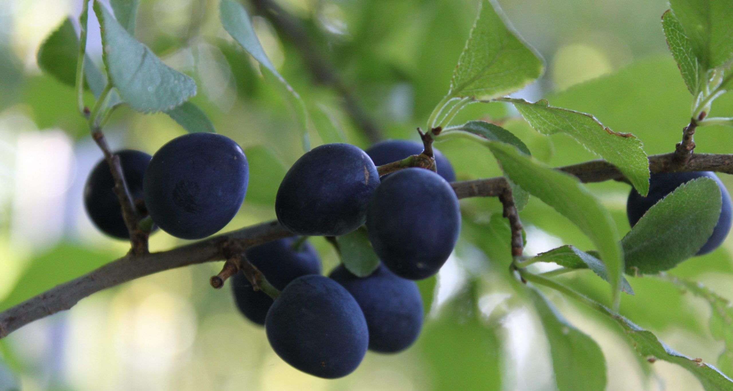 Schlehe Prunus spinosa (Druparia spinosa)