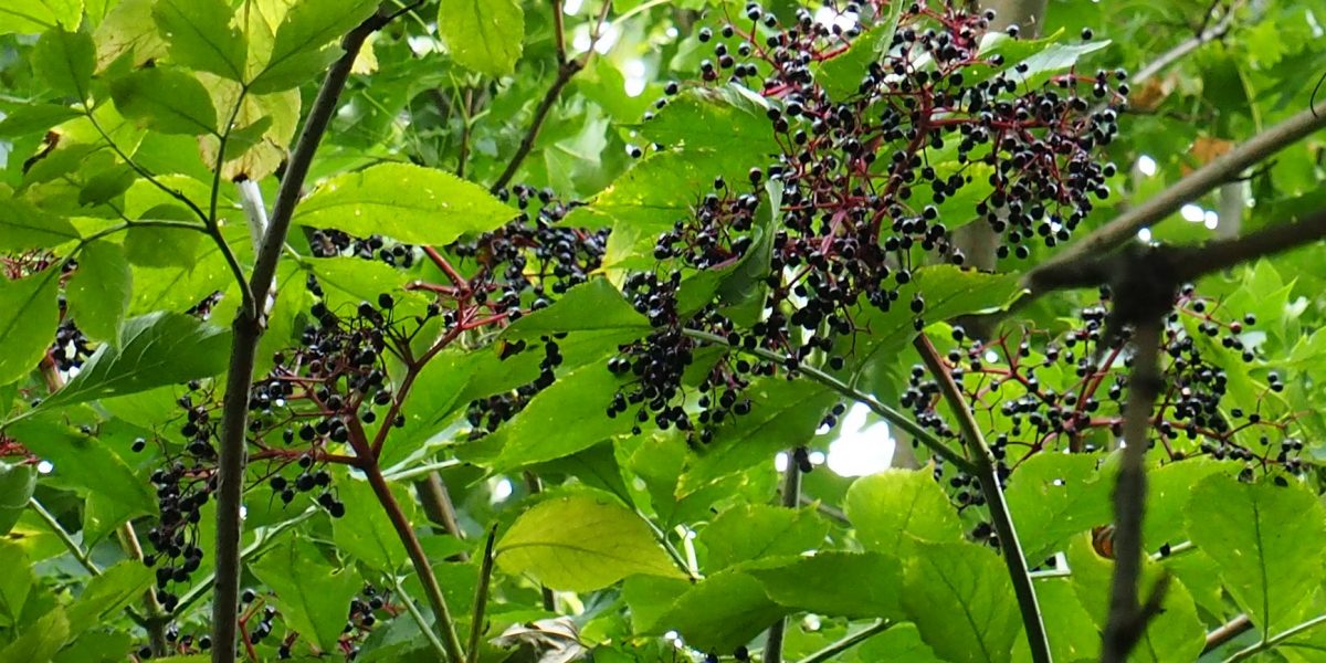 Schwarzer Holunder – Sambucus Nigra